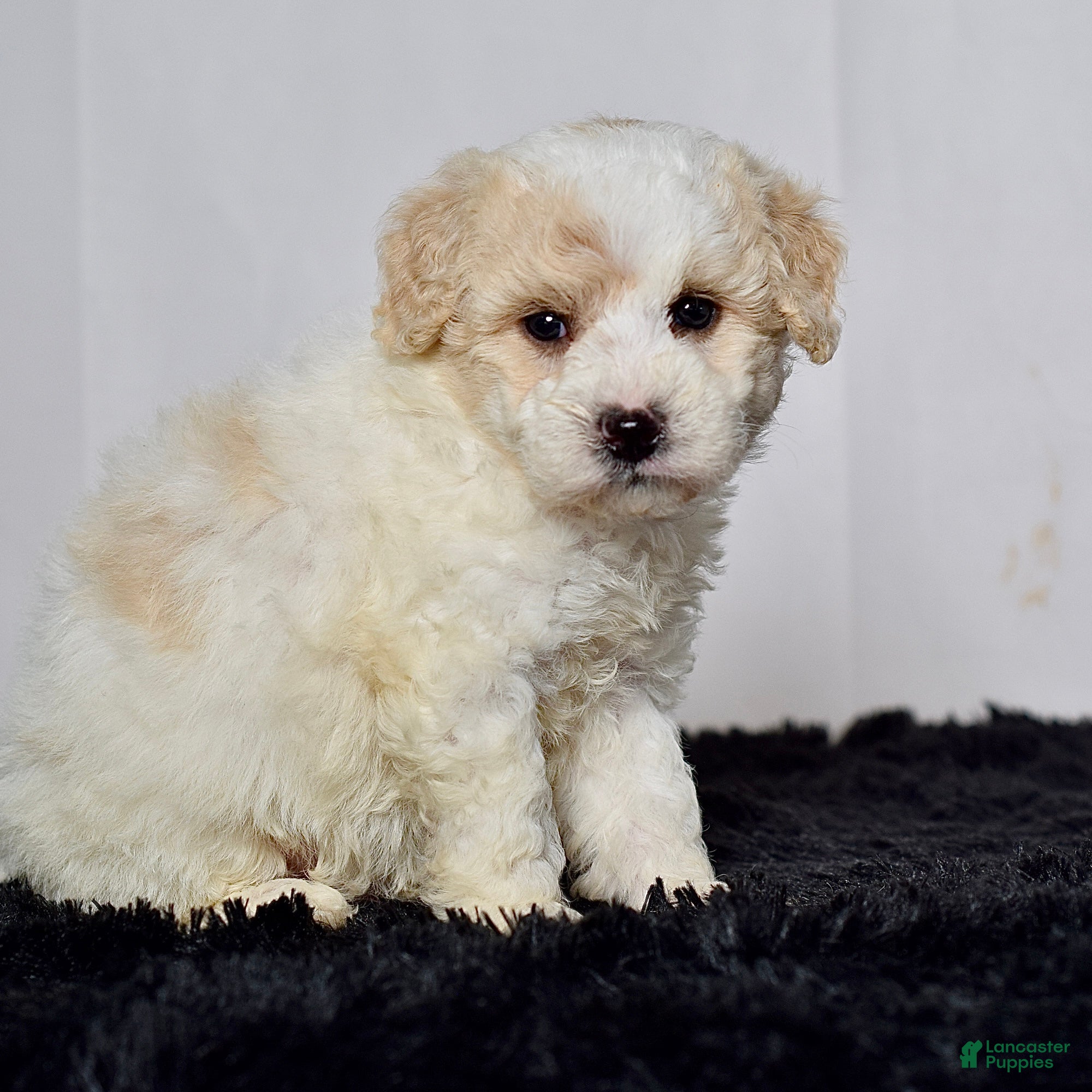 Mini Goldendoodle dogs for sale: Mr. Kaden - Ad 6