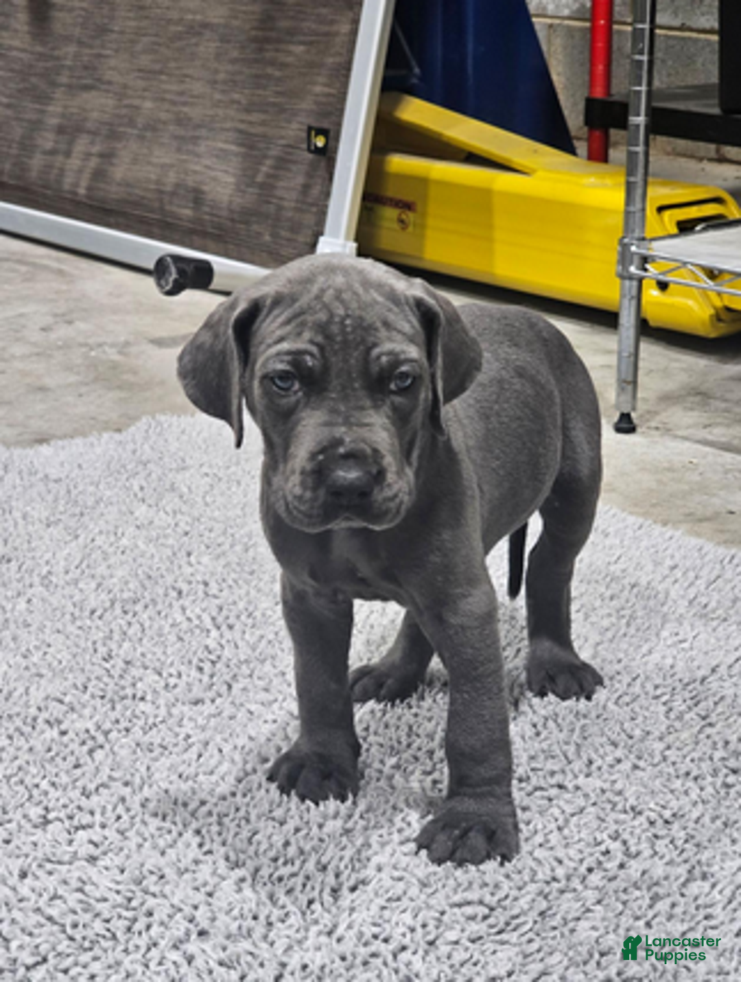 Great Dane dogs for sale: Ivy - Ad 1