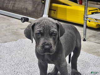 Great Dane dogs Ivy - Ad 12