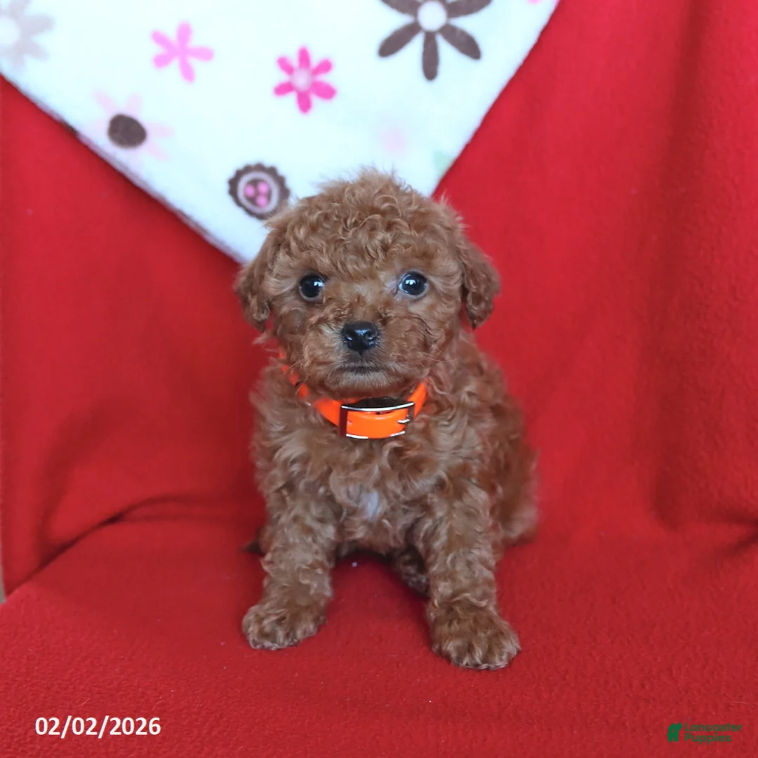 Maltipoo dogs for sale: Scooter - Ad 3