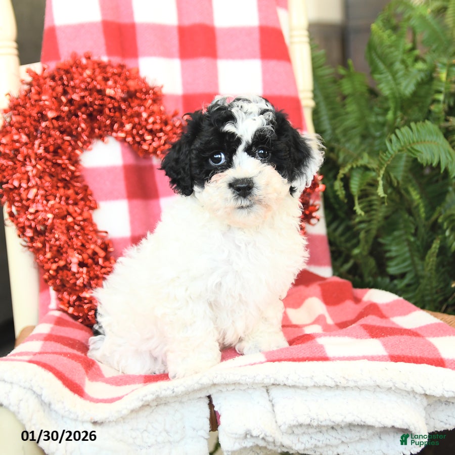 Havapoo dogs Princess - Ad 2