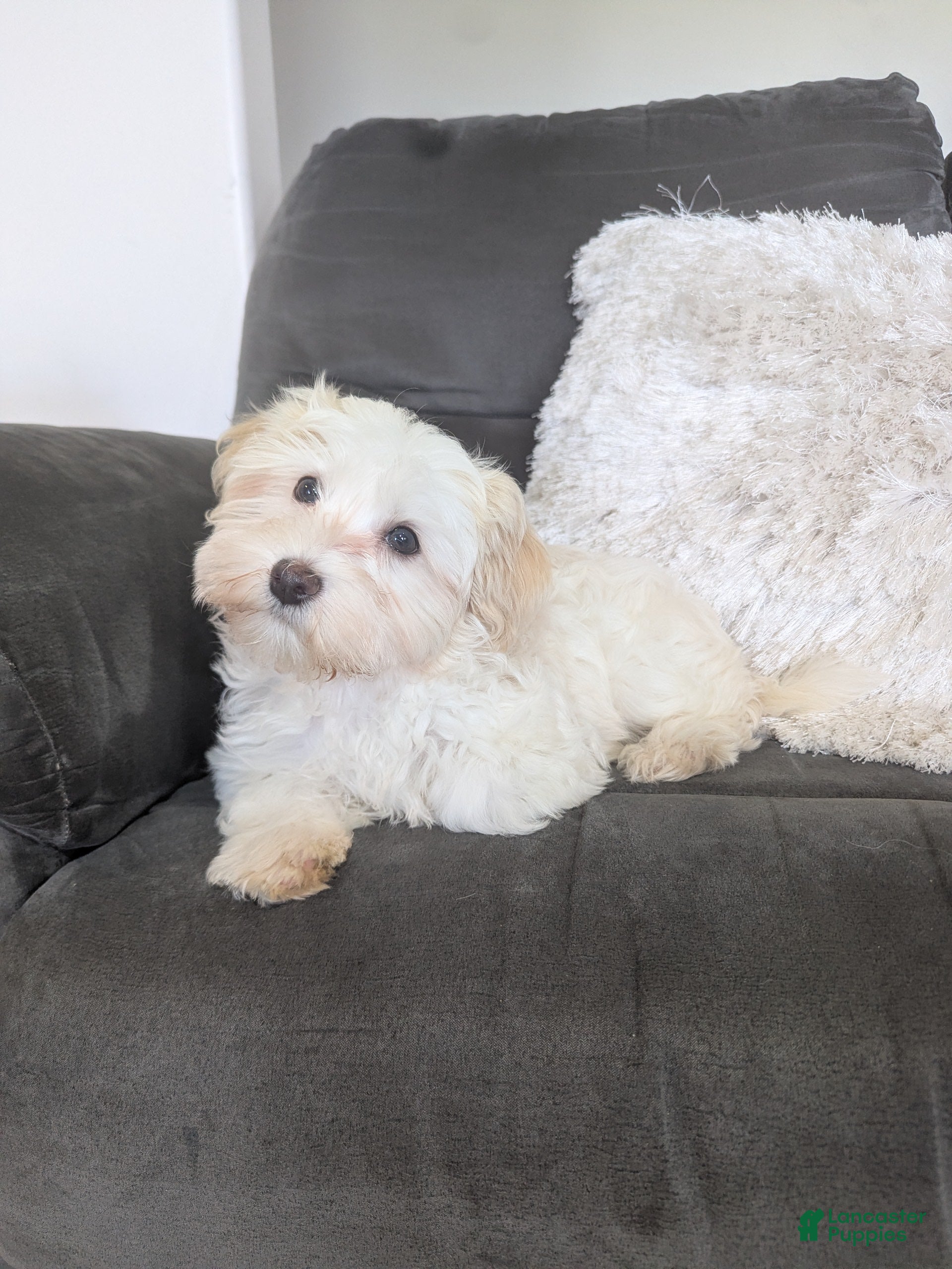 Havanese dogs Oakley  - Ad 1