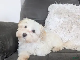 Havanese dogs for sale: Oakley - Ad 2