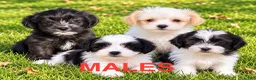 Shihpoo dogs for sale: Teddy - Ad 7