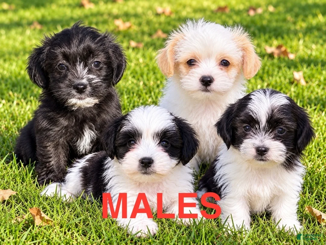 Shihpoo dogs for sale: Teddy - Ad 7