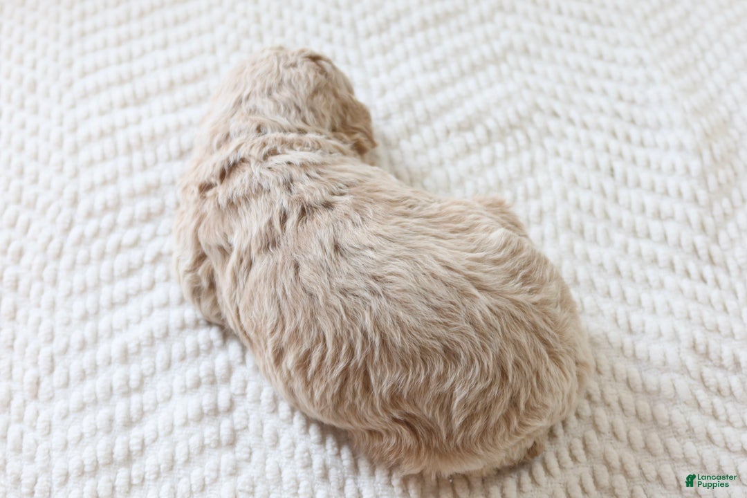 Toy Poodle dogs for sale: Jolly - Ad 4