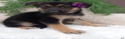 German Shepherd dogs for sale: Annie - Ad 3