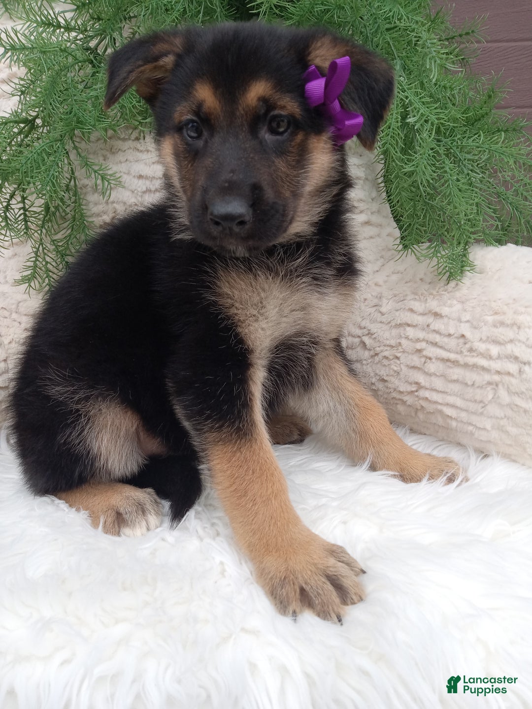 German Shepherd dogs for sale: Annie - Ad 3
