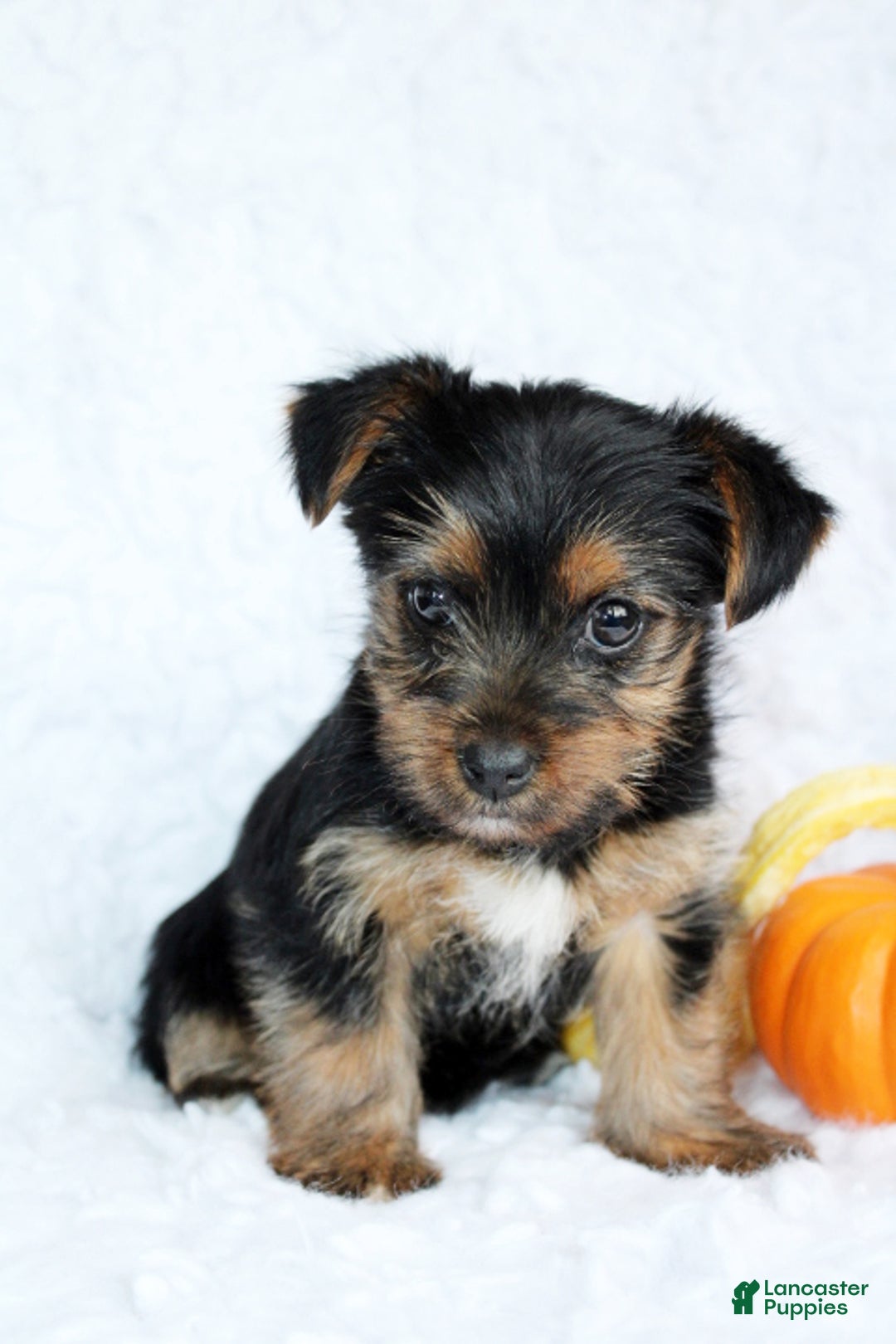 Yorkshire Terrier dogs for sale: Abby - Ad 4