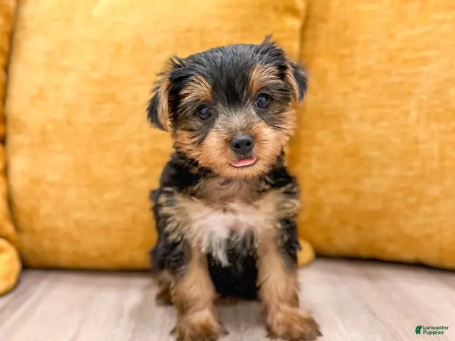 Yorkshire Terrier dogs Luna - Ad 2