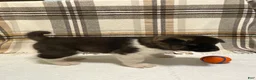 Akita dogs for sale: Thor  - Ad 10