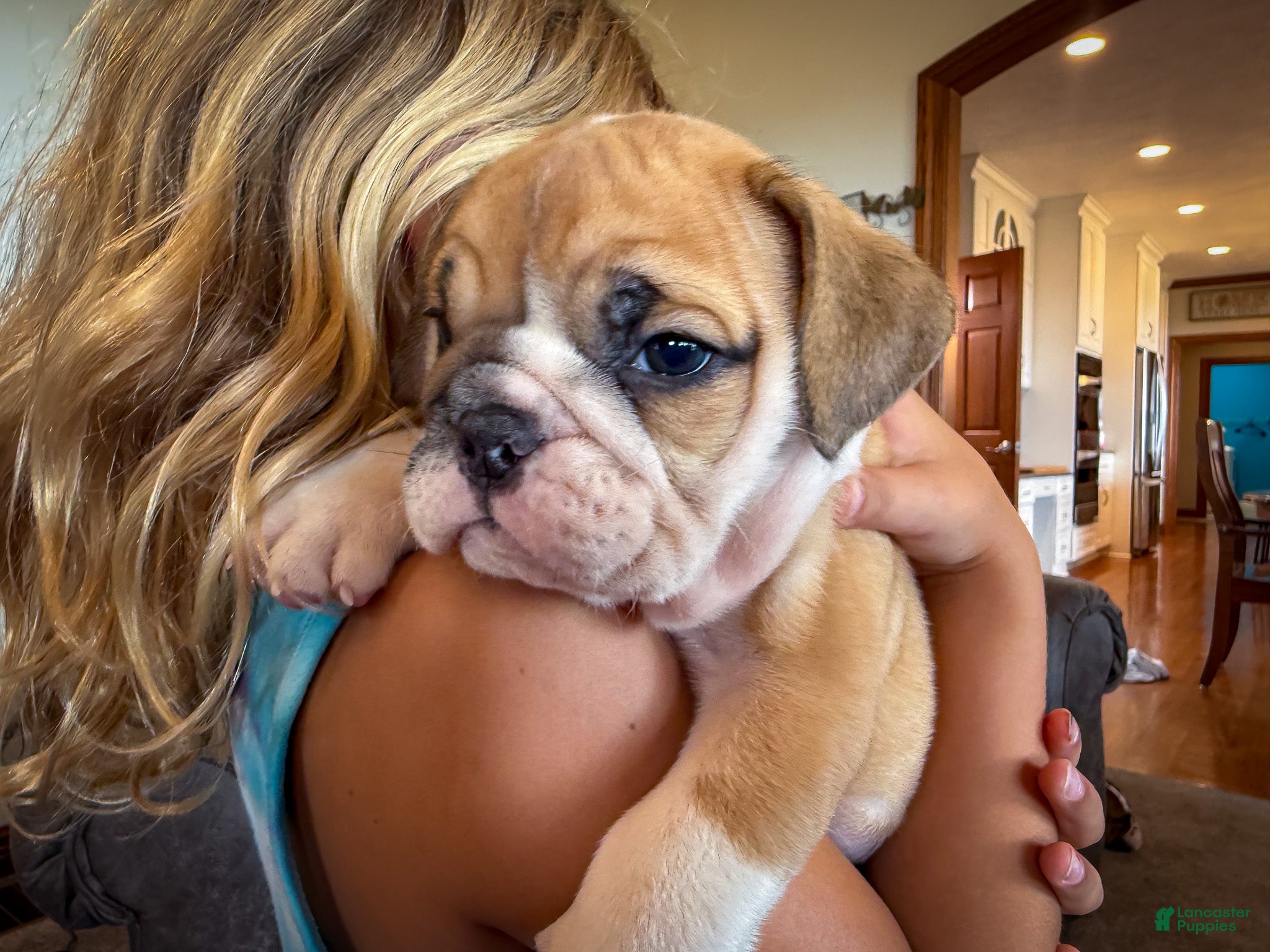 English Bulldog dogs Tyson - Ad 1
