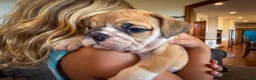 English Bulldog dogs for sale: Tyson - Ad 1