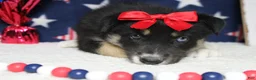 Mixed Breed dogs for sale: Dahlia  - Ad 4