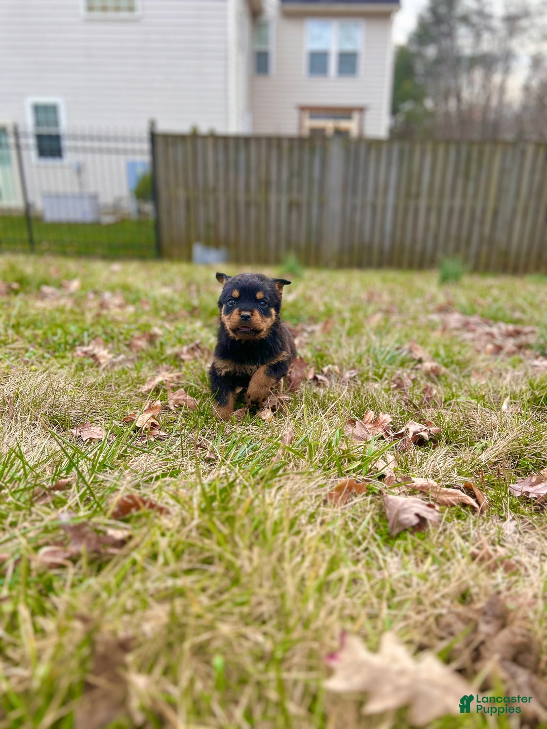 Rottweiler dogs for sale: Gloria - Ad 10