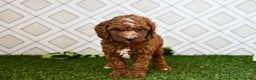 Cavapoo dogs for sale: Knox  - Ad 5