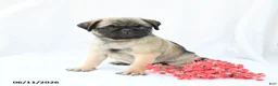 Boston Terrier dogs for sale: Hope - Ad 2