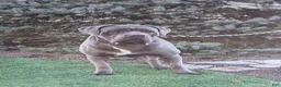 Cane Corso dogs for sale: Aster - Ad 6
