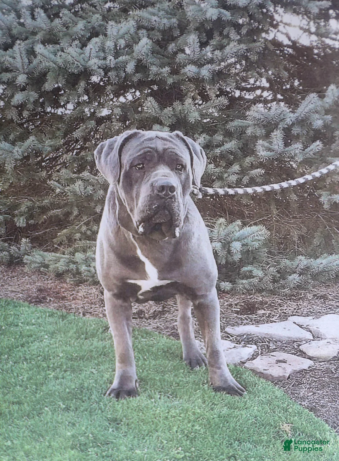 Cane Corso dogs for sale: Aster - Ad 6