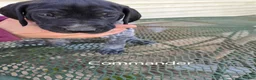 German Shorthaired Pointer dogs for sale: Commander  - Ad 1