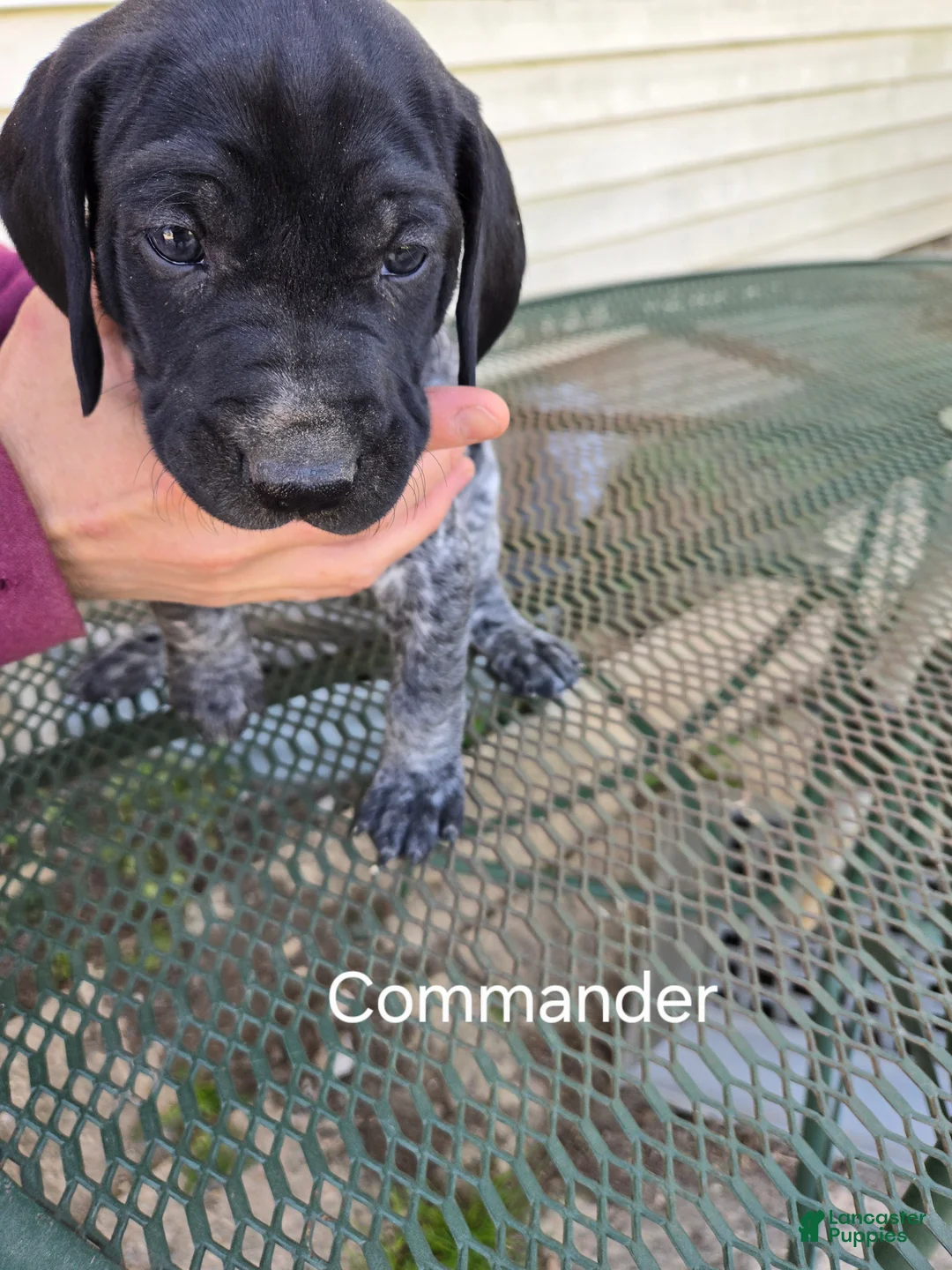 German Shorthaired Pointer dogs for sale: Commander  - Ad 1