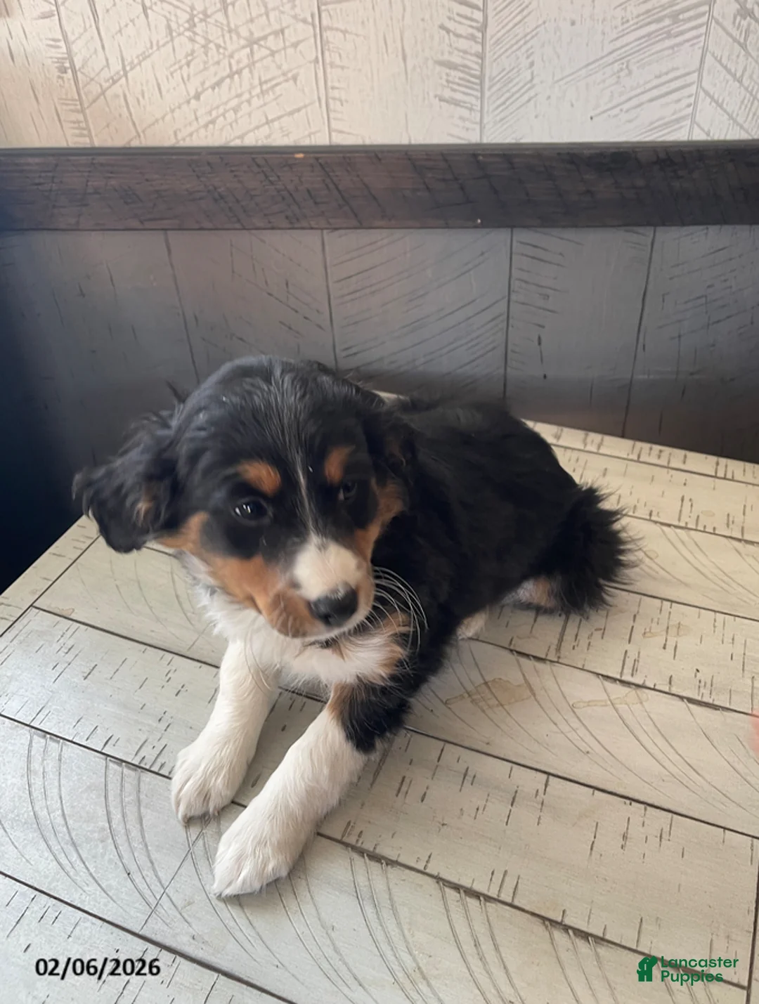 Mixed Breed dogs for sale: Ryan - Ad 1