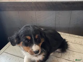 Mixed Breed dogs Ryan - Ad 12