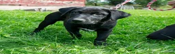 Mixed Breed dogs for sale: Moe male Shibador - Ad 2