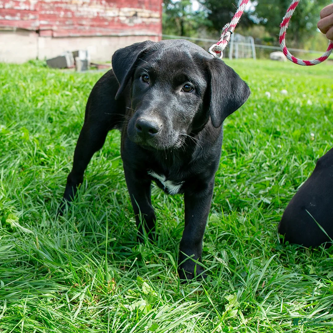 Mixed Breed dogs for sale: Moe male Shibador - Ad 2