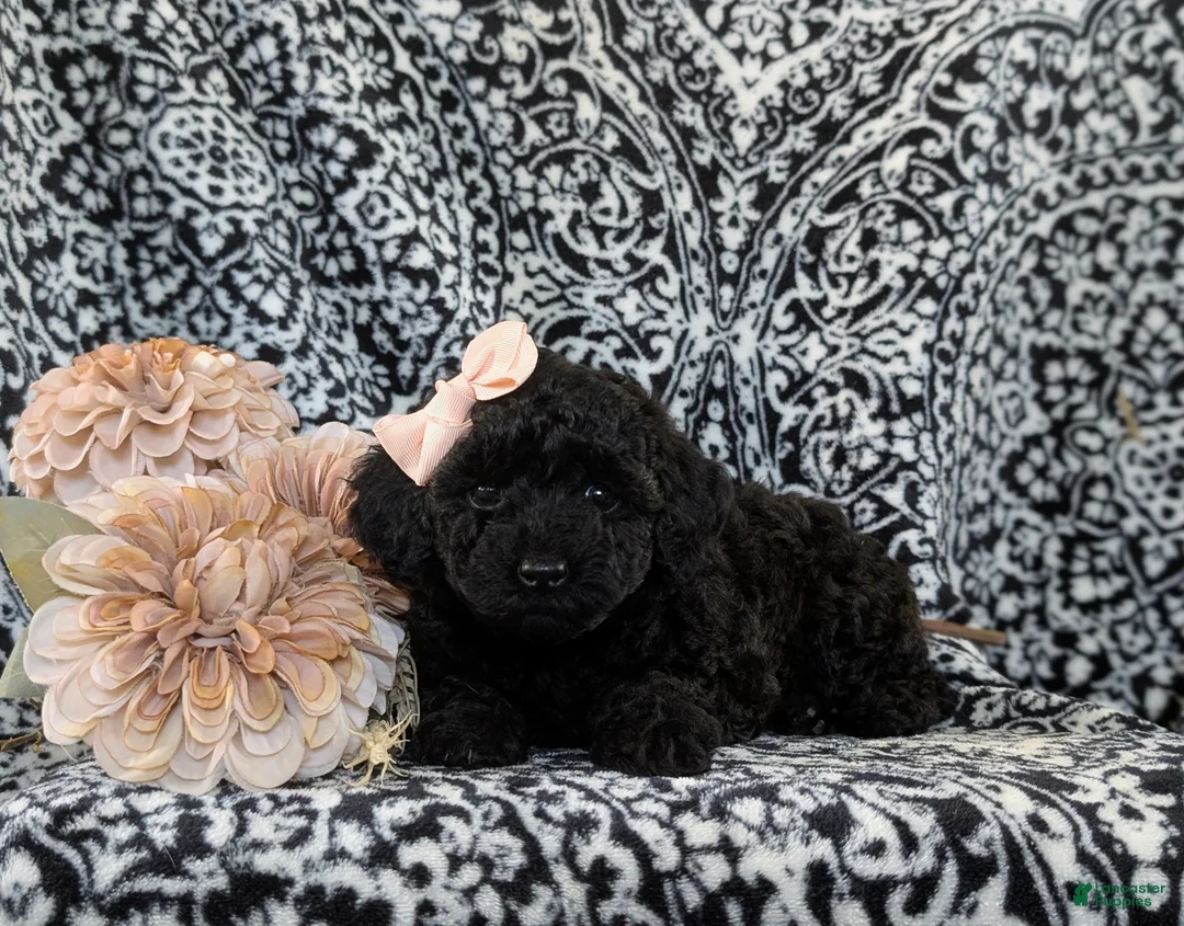 Toy Poodle dogs for sale: Lolah - Ad 7