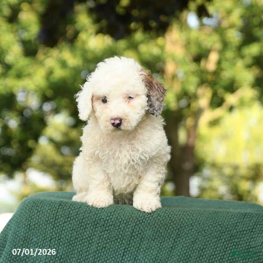 Miniature Poodle dogs Clayton - Ad 2