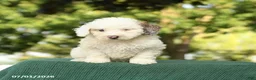 Miniature Poodle dogs for sale: Clayton - Ad 2