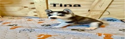 Siberian Husky dogs for sale: Siberian Husky Puppy 4 - Ad 1