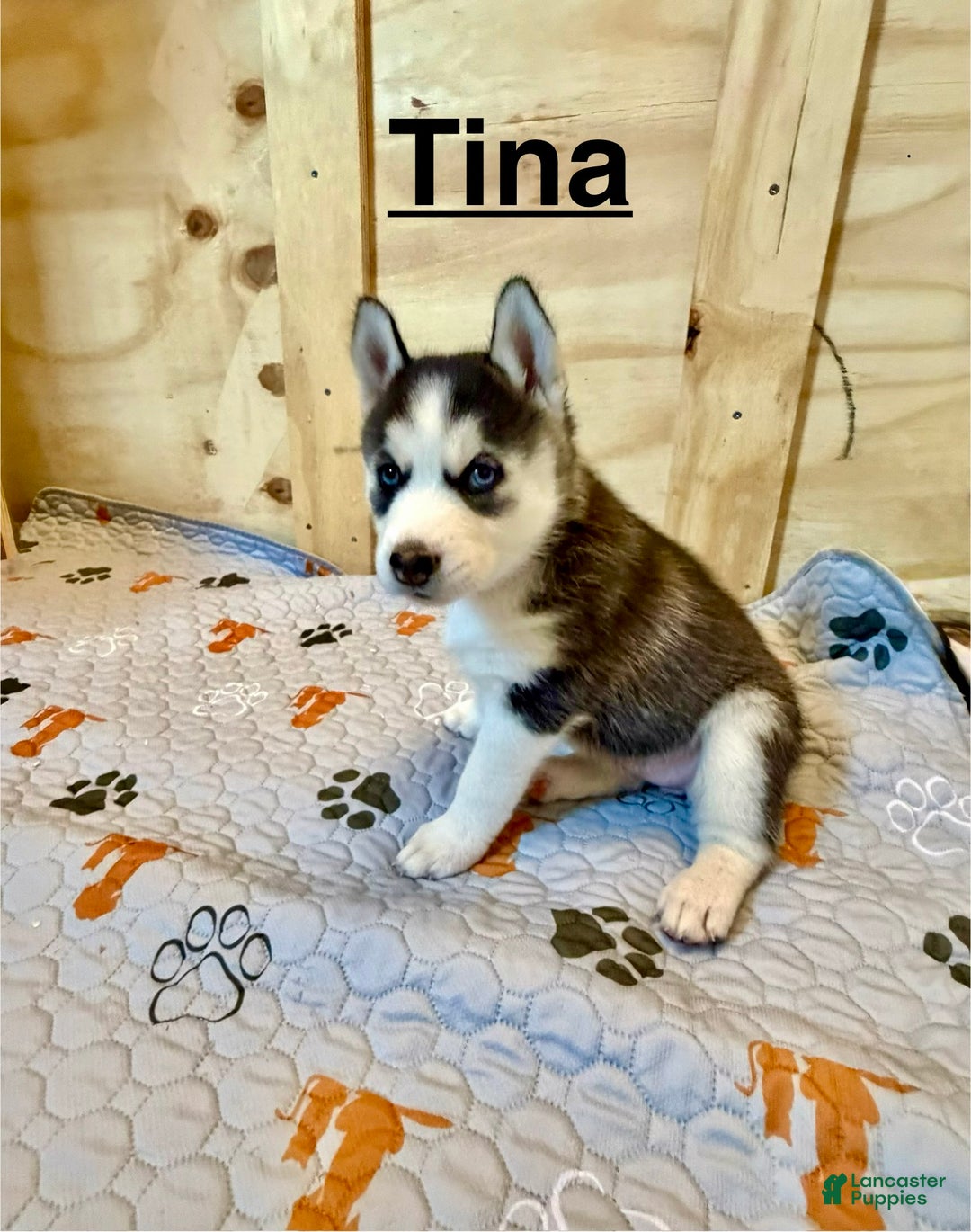 Siberian Husky dogs for sale: Siberian Husky Puppy 4 - Ad 1