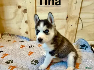 Siberian Husky dogs Siberian Husky Puppy 4 - Ad 4