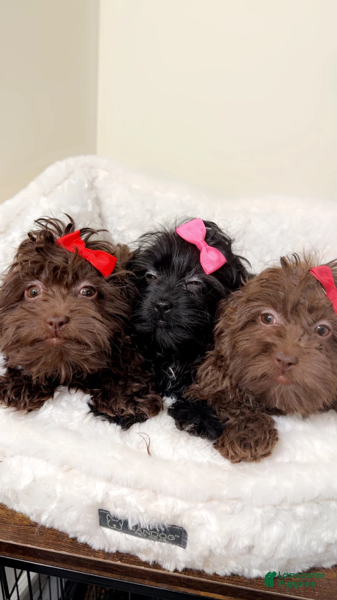 Shihpoo dogs for sale: Livvi  - Ad 3