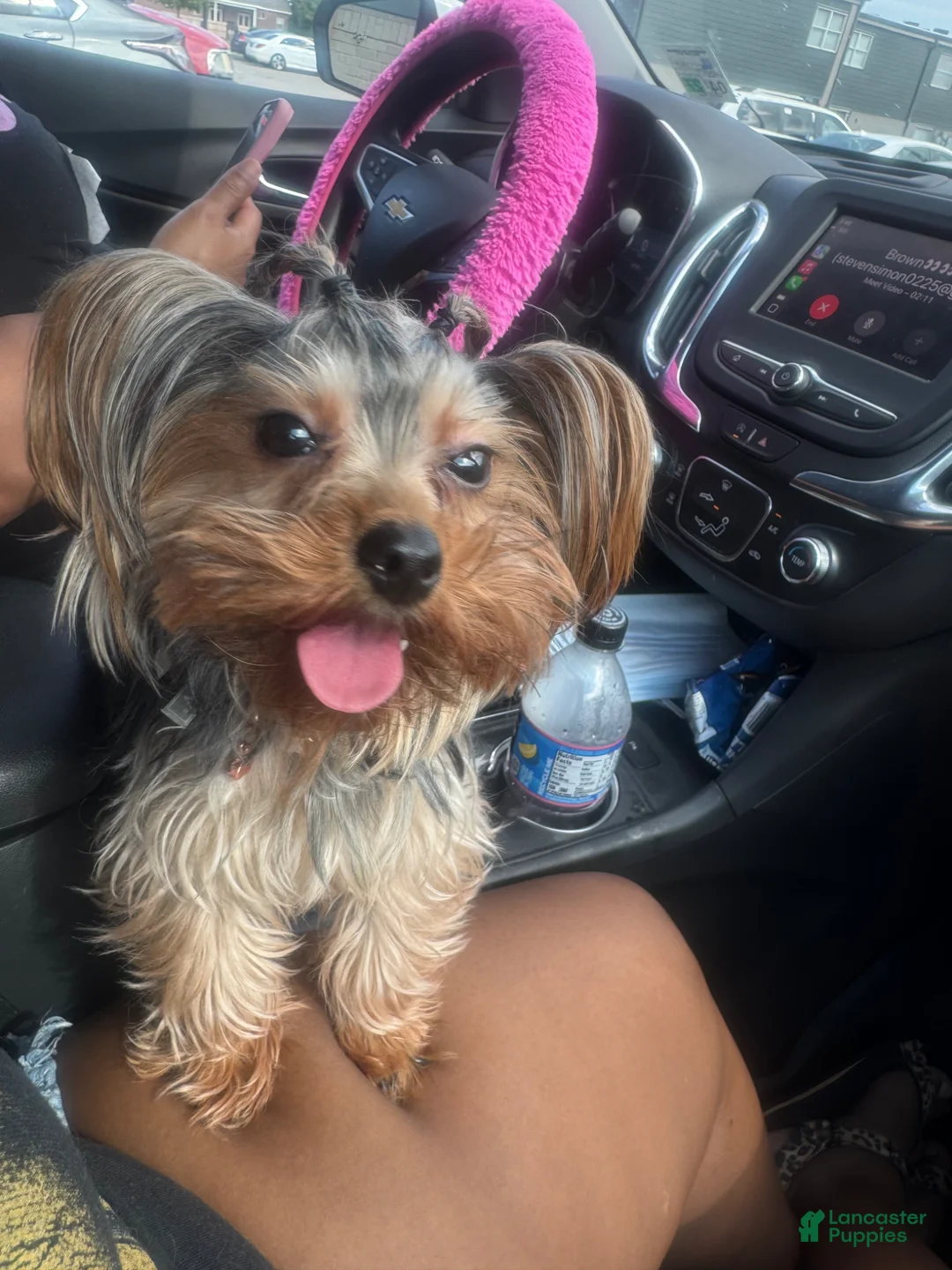 Yorkshire Terrier dogs for sale: Yorkshire Terrier Puppy 2 - Ad 2
