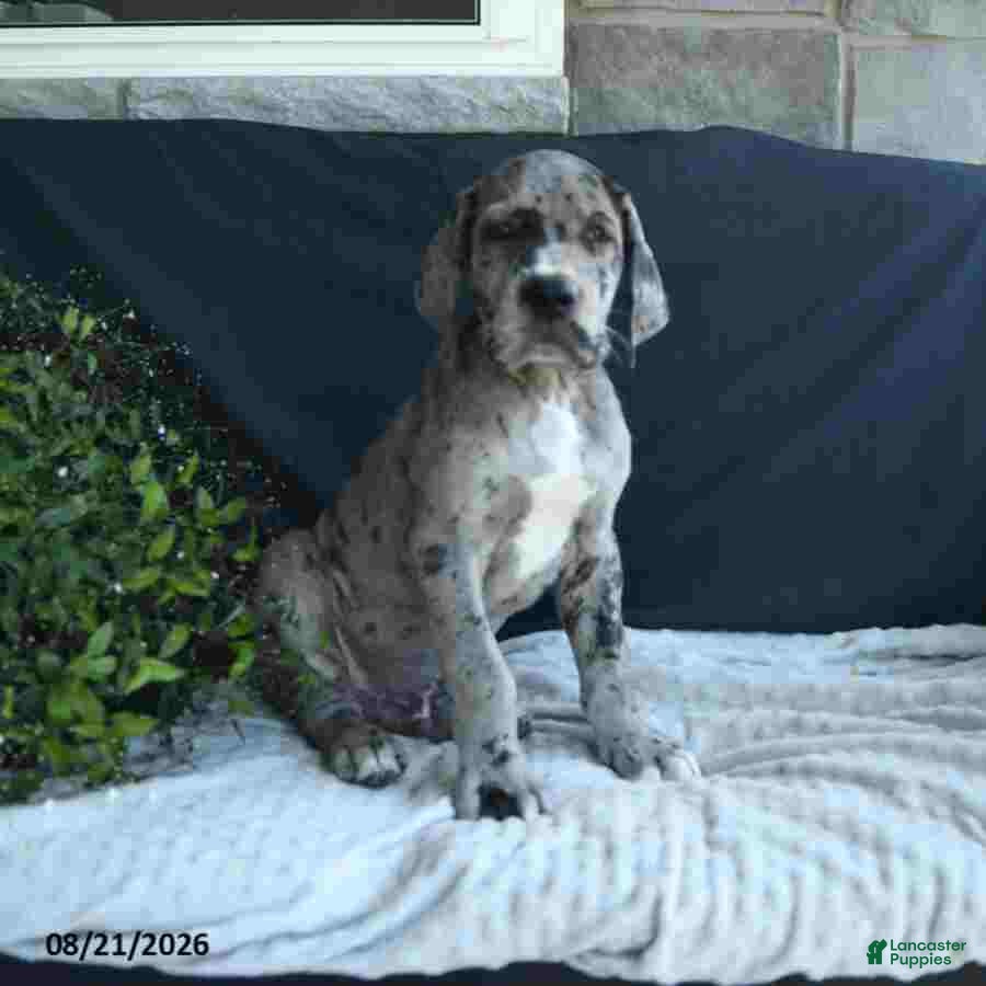 Great Dane dogs Jax - Ad 1