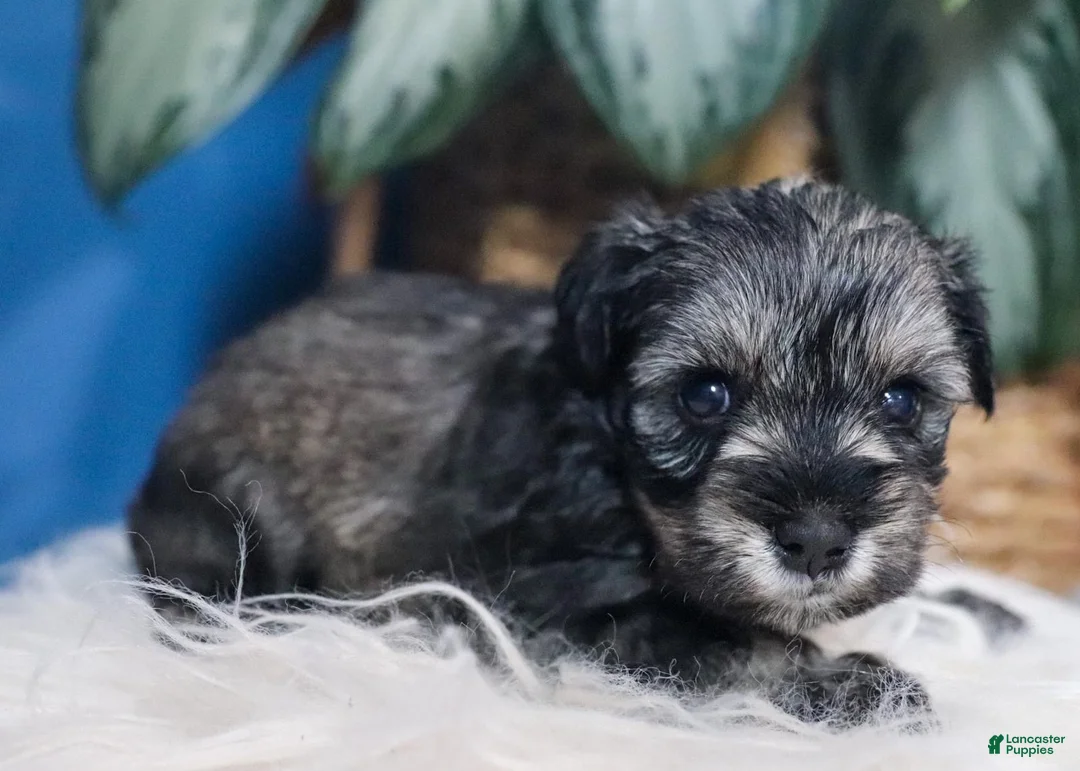 Miniature Schnauzer dogs for sale: Bella - Ad 1