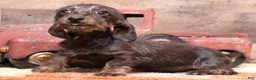 Miniature Dachshund dogs for sale: Byron black/tan wirehair male - Ad 4