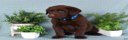 Labrador Retriever dogs for sale: Labrador Retriever Chase - Ad 2