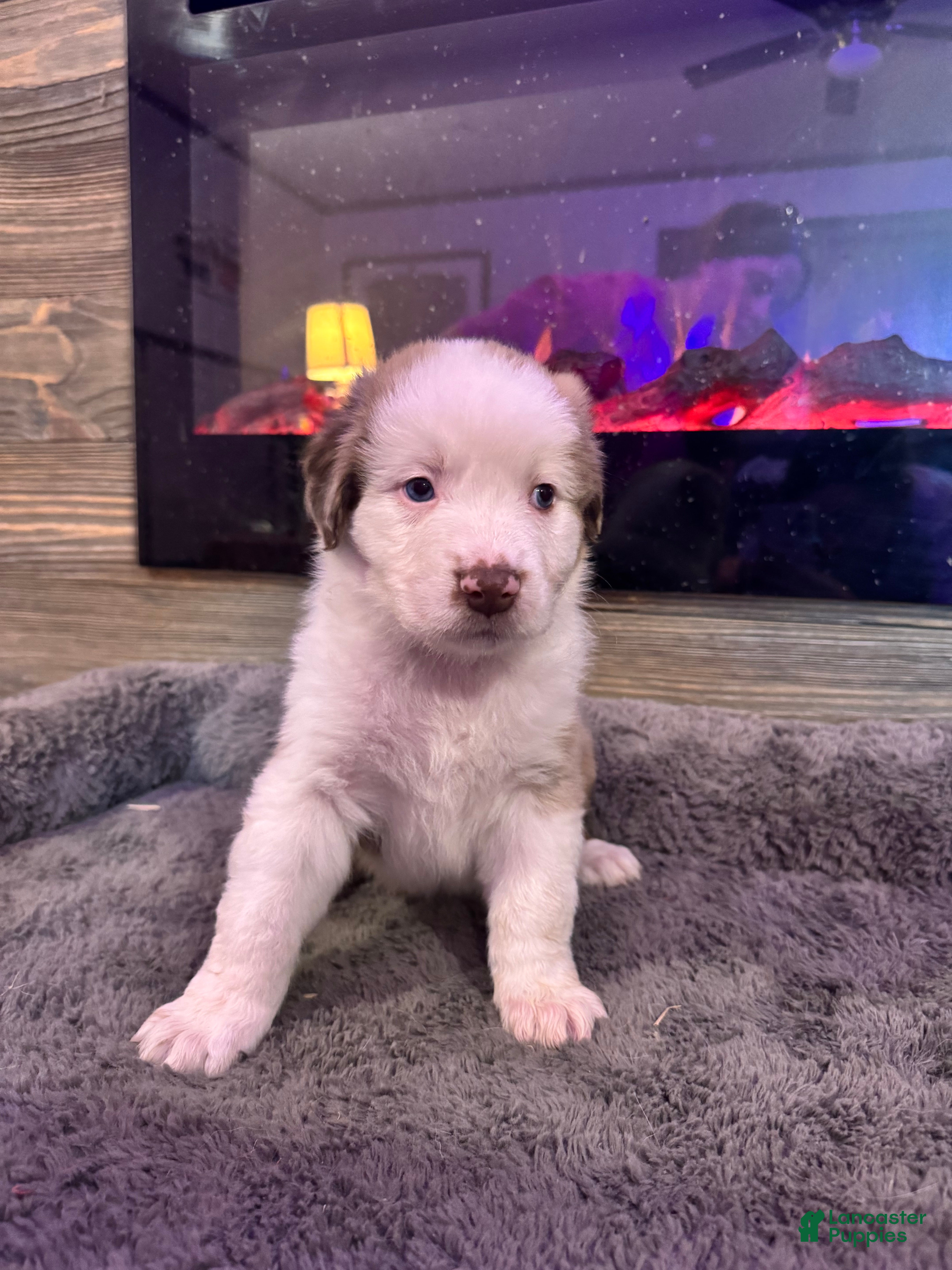 Australian Shepherd dogs Beauty  - Ad 2