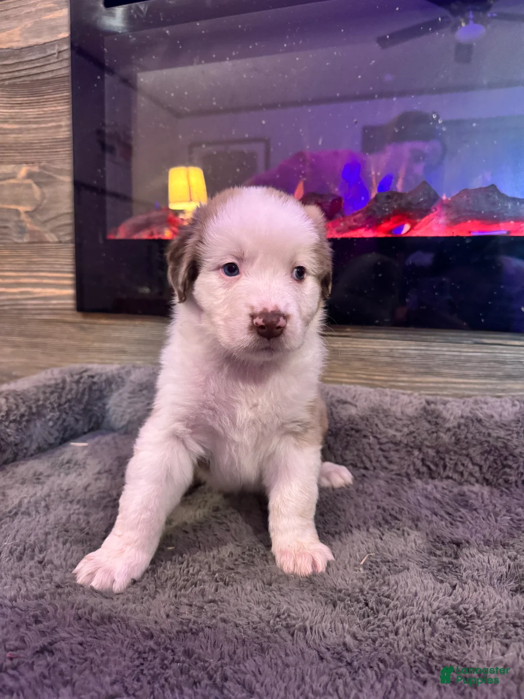 Australian Shepherd dogs for sale: Beauty  - Ad 2