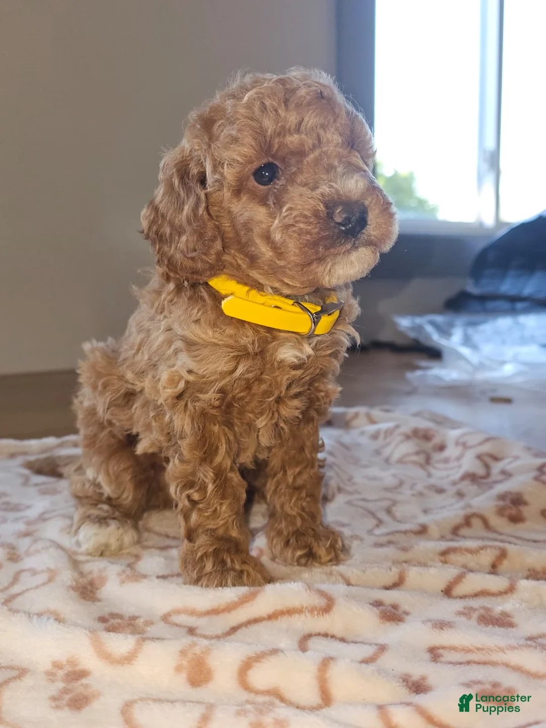 Miniature Poodle dogs for sale: PIERRE  - Ad 2
