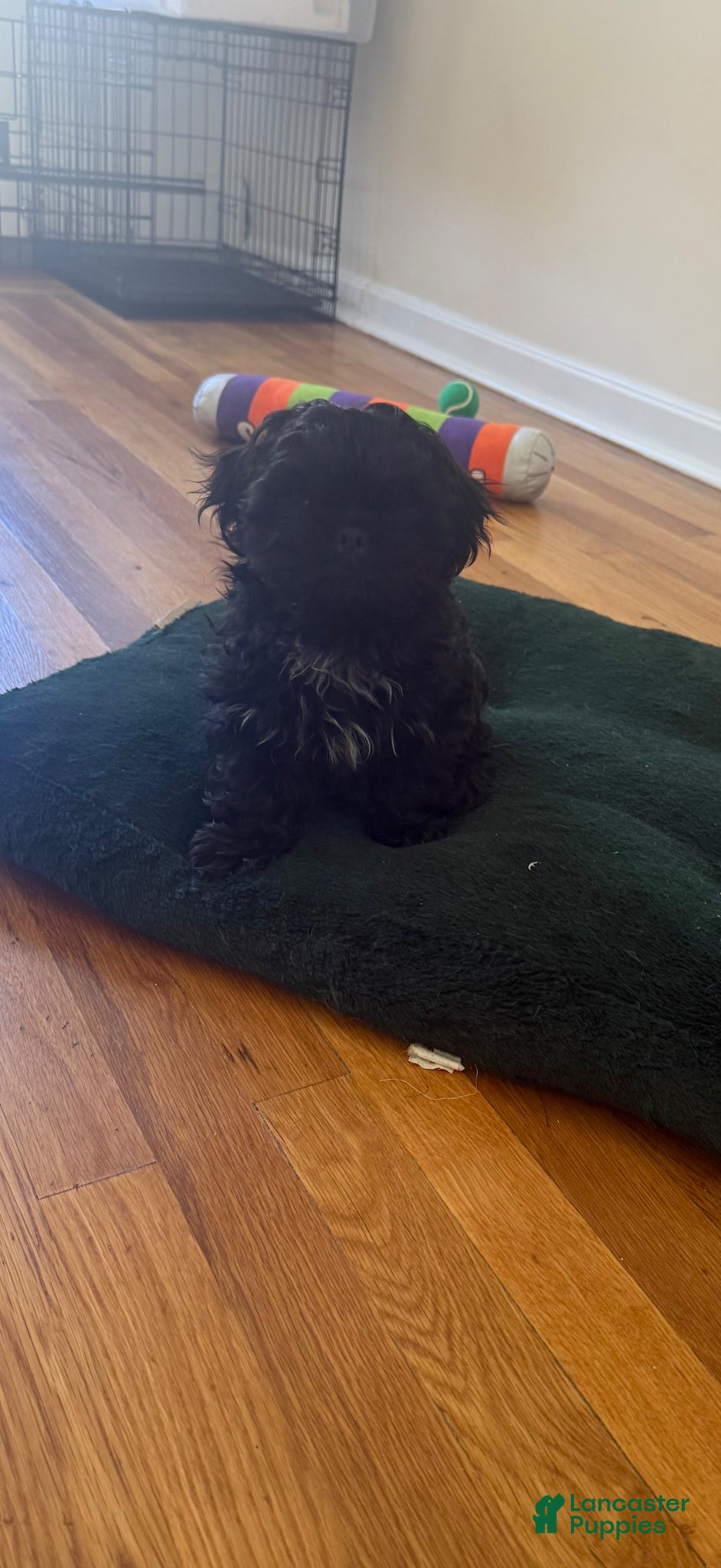 Shih Tzu dogs Onyx - Ad 4