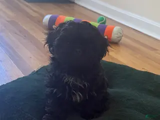 Shih Tzu dogs for sale: Onyx - Ad 3