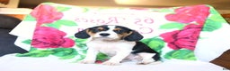 Beaglier dogs for sale: Everett - Ad 3