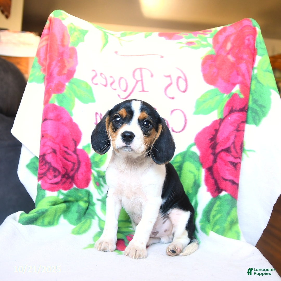 Beaglier dogs for sale: Everett - Ad 3