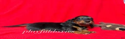 Miniature Dachshund dogs for sale: Miniature Dachshund Puppy 1 - Ad 2