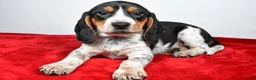 Beagle dogs for sale: Regina - Ad 10